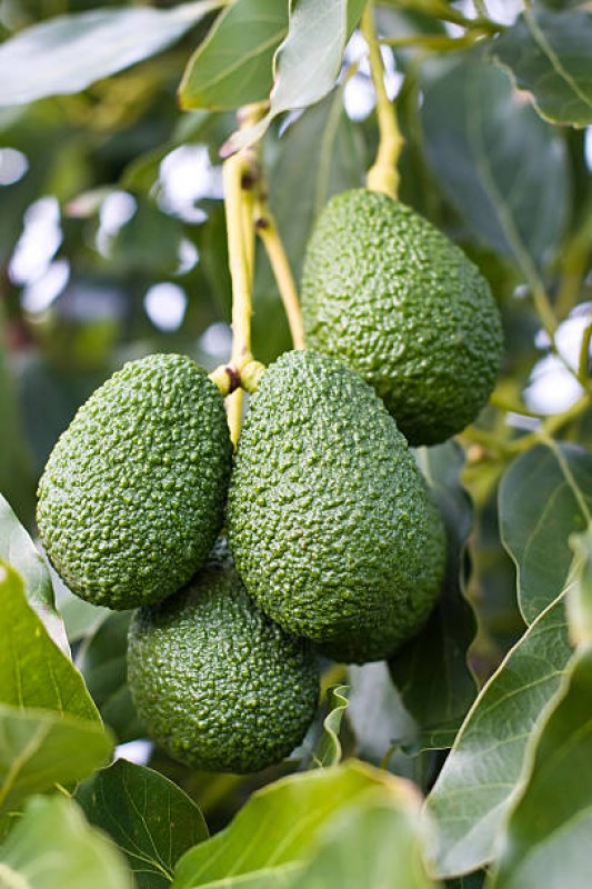 Avocados from Kenya